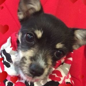 Meet your Posher, Virginia